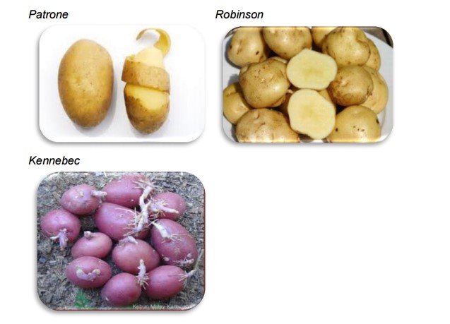 starchy-potatoes